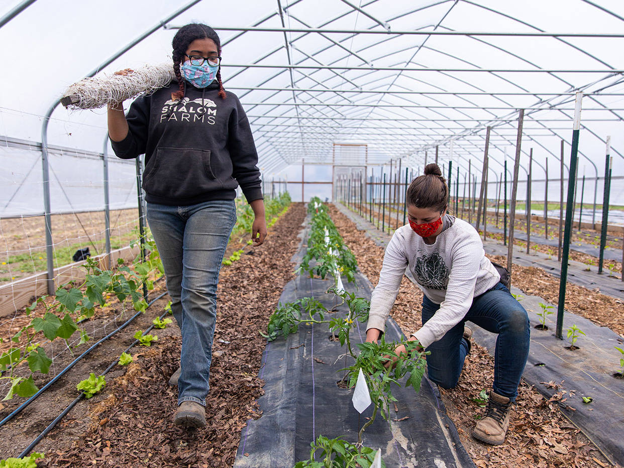 Shalom Farms | Volunteers working in greenhouse at Northside farm