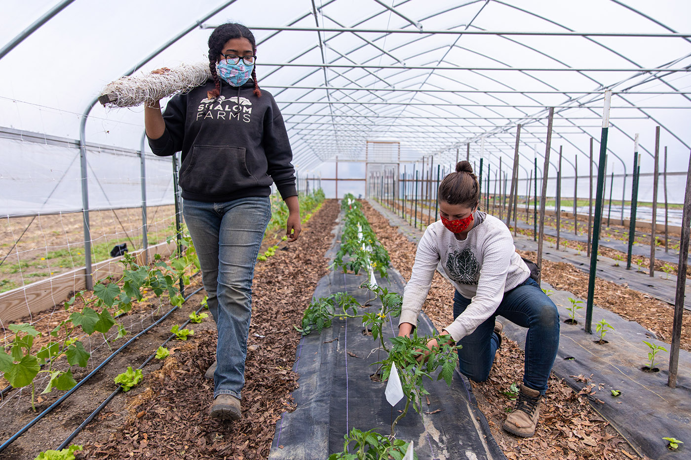 Shalom Farms | Volunteers working in greenhouse at Northside farm