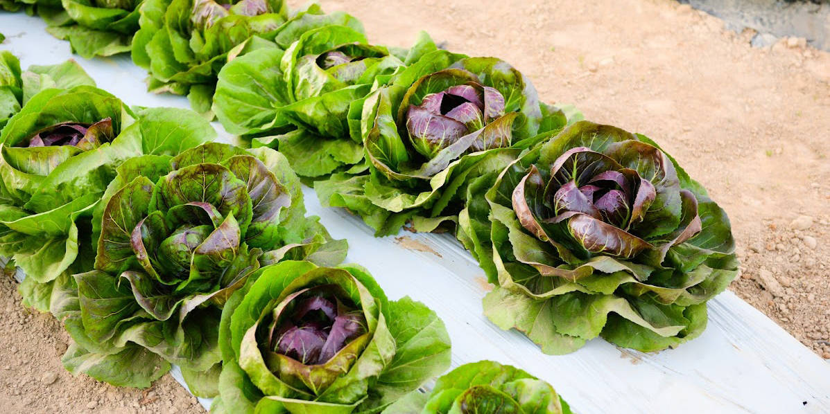 Shalom Farms | Rows of lettuce