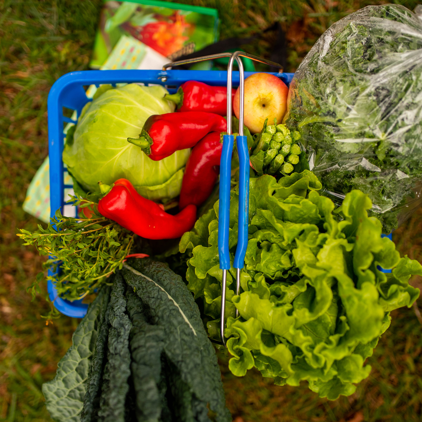 Shalom Farms | Overhead view of basket of produce