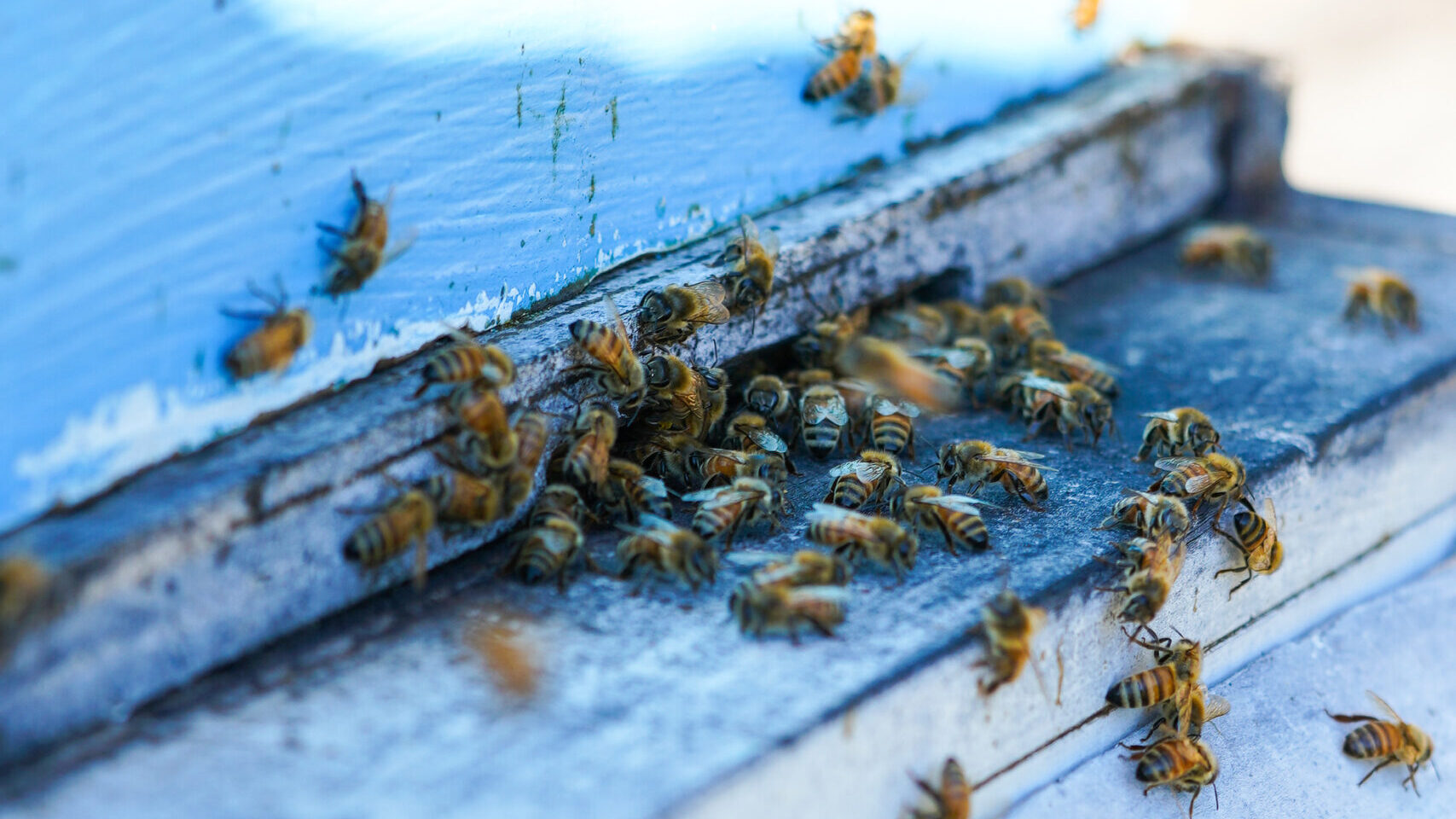 Bees Bees